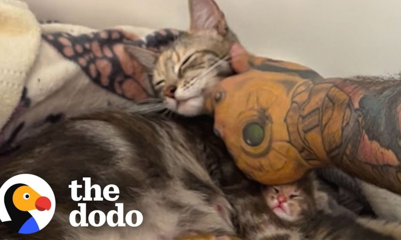 Security Guard Brings Home A Pregnant Stray Cat | The Dodo Foster Diaries