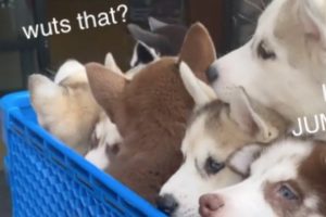 Seven Husky Puppies Go Into Pet Store For First Time!