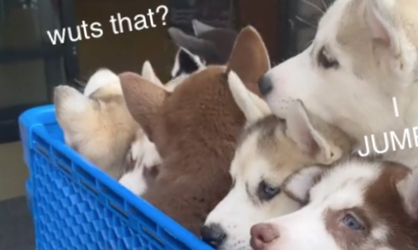 Seven Husky Puppies Go Into Pet Store For First Time!