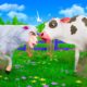 Sheep vs Baby Cow, Head-to-Head intense Fight! | Animals Fighting in Farm Diorama | Funny Animals