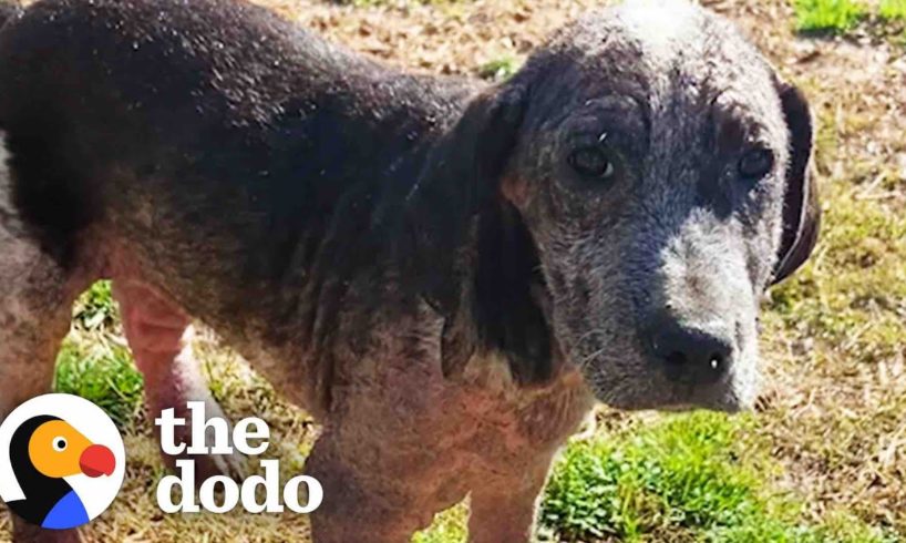 Shelter Puppy Too Sick To Move Gets New Siblings Who Are Obsessed With Him | The Dodo