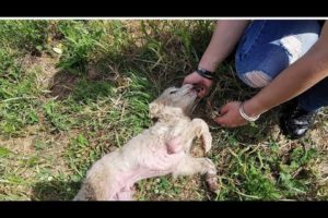 Sick puppy was found abandoned,  left there to die of thirst and hunger?