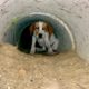 Skinny Abandoned Puppy Found Shelter In The Pipe | Dog Rescue Shelter
