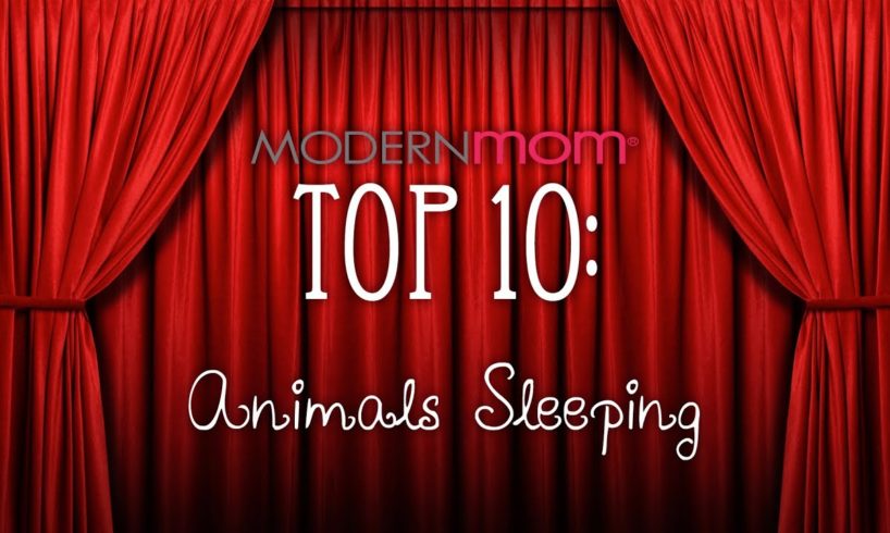 Sleepy Animals - ModernMom Top 10