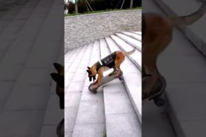 Smart dog playing skateboard #dogs #dog #animals #doglover #shorts #short #shortvideo #shortsvideo