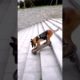 Smart dog playing skateboard #dogs #dog #animals #doglover #shorts #short #shortvideo #shortsvideo