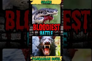 Snake VS Tasmanian Devil - "Most Brutal Wild Animal Fights of All Time" #shorts #animalfights