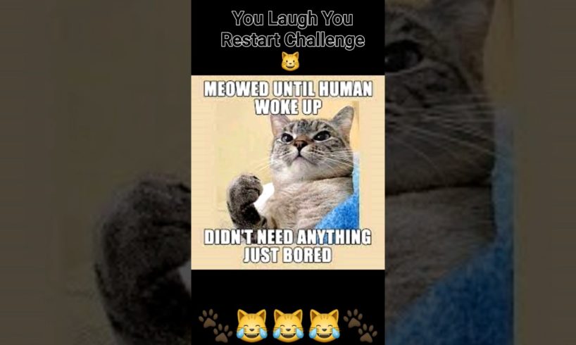 So You REALLY Want a Cat ? 😹 Funny Cats #animals #funny #shorts