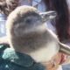 Stranded Baby Penguins Rescued & Released by Animal Heroes | The Dodo