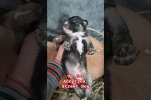 Street dog gave birth to cute puppies