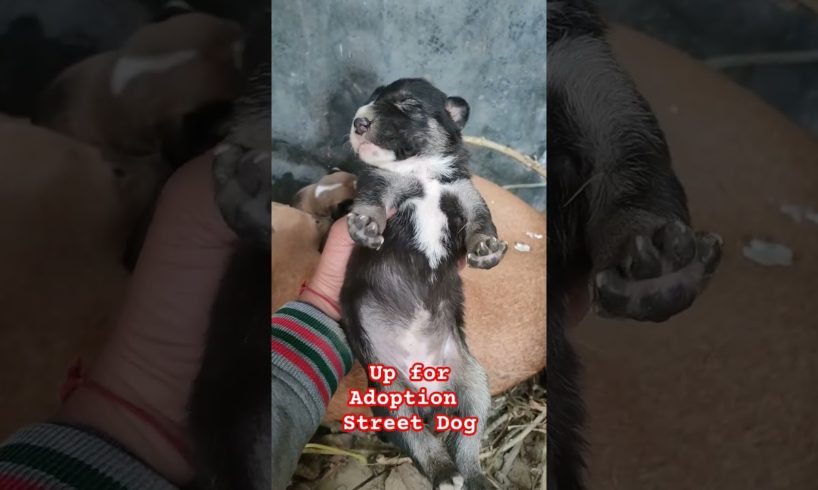 Street dog gave birth to cute puppies