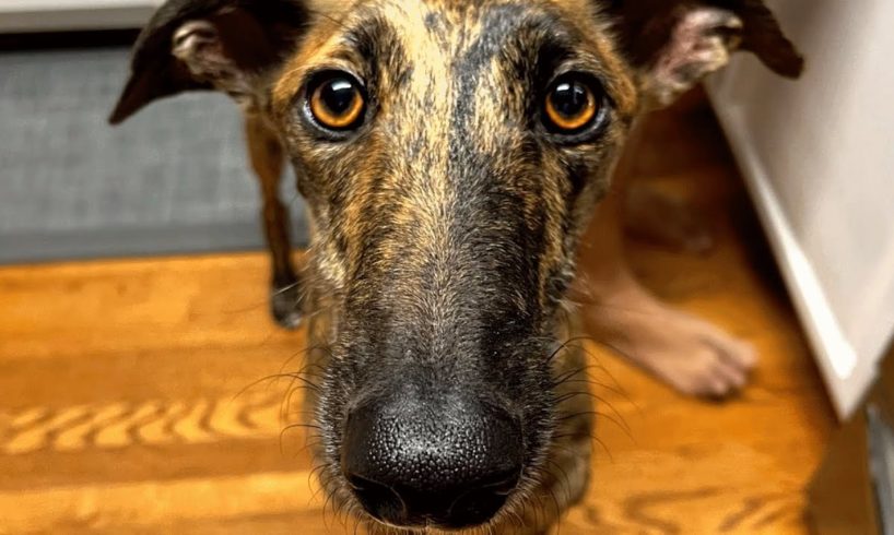 Street dog starts living indoors. Guess the first thing he did.