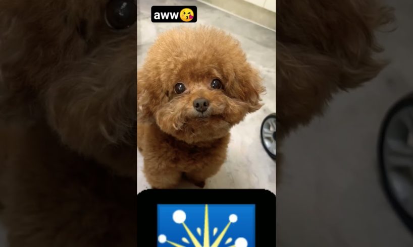 THE CUTEST PUPPY IN THE WORLD😘❤️🤗 #shorts #poodle #pets #pet #animals #dog #viral