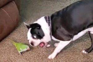 TRY NOT TO LAUGH WATCHING FUNNY DOG FAILS VIDEOS 2021 - Daily Dose of Laughter!