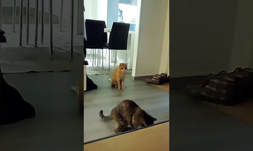TRY NOT TO LAUGH ..amazing naughty cats 😹 animals funniest