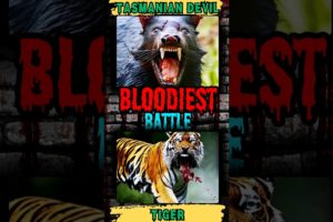 Tasmanian Devil VS Tiger - "Craziest Wild Animal Fights of All Time" #shorts #animalfights