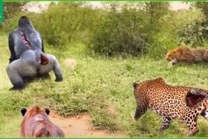 Terrible! The Gorilla Teaches The Leopard A Lesson To Prove Who Owns The Forest | Animal Fight