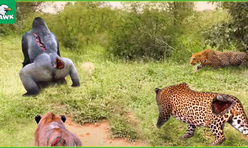 Terrible! The Gorilla Teaches The Leopard A Lesson To Prove Who Owns The Forest | Animal Fight