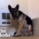 Terrified German Shepherd Wouldn't Leave Woman's Bathroom Until... | The Dodo