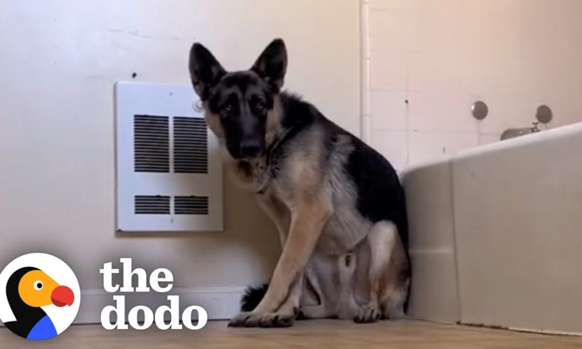 Terrified German Shepherd Wouldn't Leave Woman's Bathroom Until... | The Dodo