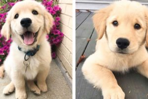 The Best Adorable Golden Puppies 🐶 Look Forward To Seeing Them All| Cute Puppies