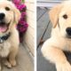 The Best Adorable Golden Puppies 🐶 Look Forward To Seeing Them All| Cute Puppies