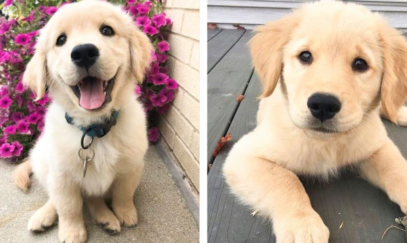 The Best Adorable Golden Puppies 🐶 Look Forward To Seeing Them All| Cute Puppies
