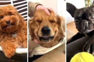 The Best DOG Videos of 2023 😂 Hilarious Dogs Compilation! 🐶