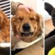 The Best DOG Videos of 2023 😂 Hilarious Dogs Compilation! 🐶