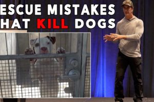 The Biggest Mistake that Dog Rescues Make - and it gets GOOD DOGS Killed