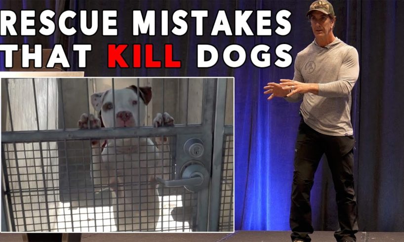 The Biggest Mistake that Dog Rescues Make - and it gets GOOD DOGS Killed