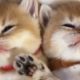 The Cutest Sleepy Teddy Kittens #Shorts