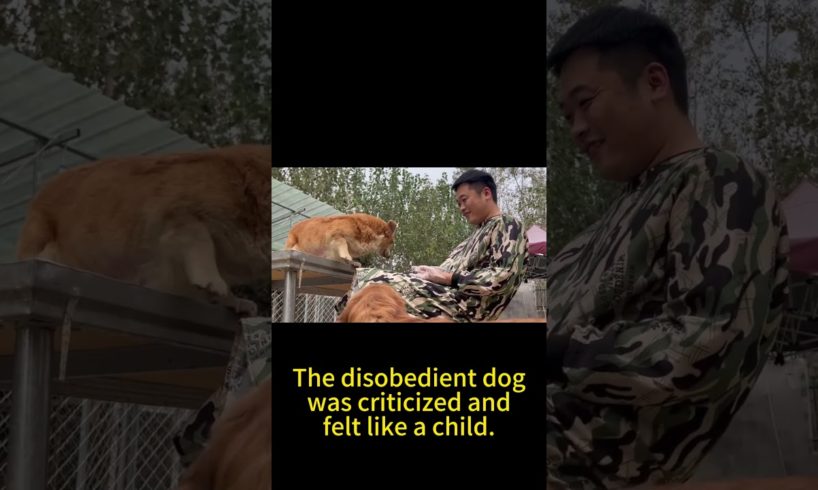 The Disobedient Dog Was Criticized And Felt Like A Child.