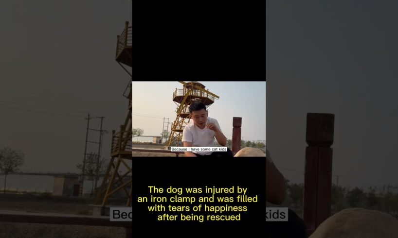 The Dog Was Injured By An Iron Clamp And Was Filled With Tears Of Happiness After Being Rescued