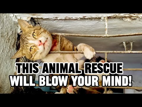 The Most Jaw-Dropping Animal Rescues Ever 😱😱