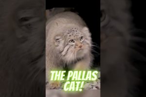 The Pallas Cat. Animals Are Awesome (Vid 111)