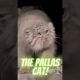 The Pallas Cat. Animals Are Awesome (Vid 111)