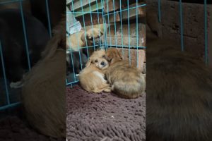 The Puppy Misses Its Owner, And Its Sad Eyes Make People Feel Distressed