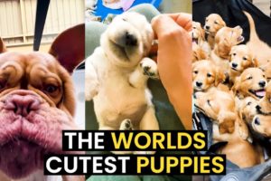 The World's CUTEST Puppies - TOP 24 CUTE Puppies