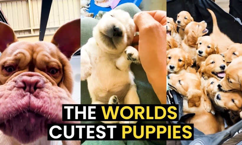 The World's CUTEST Puppies - TOP 24 CUTE Puppies