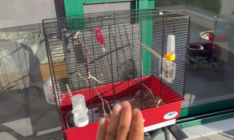 The bird that I rescued from the road is doing really good- Takis Shelter