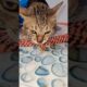 The cat is kind to the snail - Con mèo tử tế #animals #cats #funnycats #pets