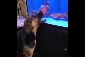 The cute fight between animals🤪|the war is begin now|animals fights|war is on|fight#trending#viral