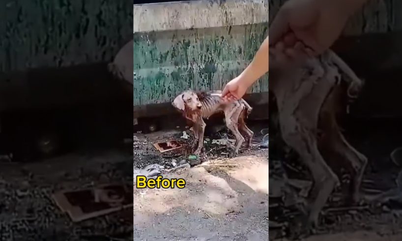 The poor dog suffered from lack of food ❤️🥺 #shorts
