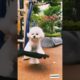 The puppy is playing on the swing | animals love