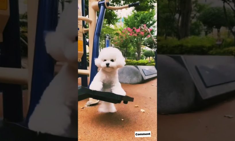 The puppy is playing on the swing | animals love