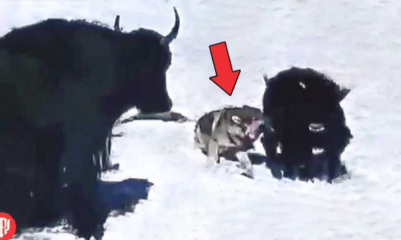 These Are the Rarest Animal Fights You Will Ever See