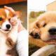 These Cute Puppies Will Brighten Your Day 🐶 | Cute Puppies