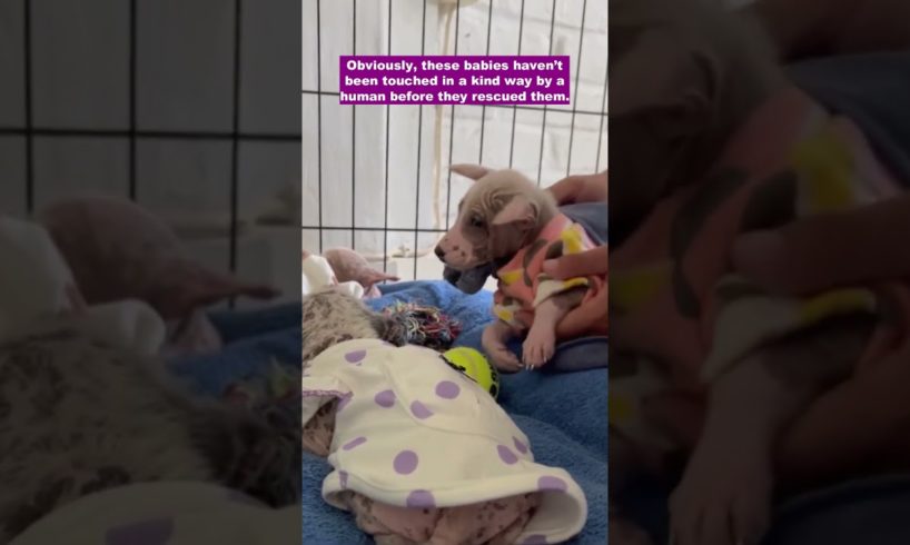 These three tiny puppies haven’t been touched in a kind way by a human