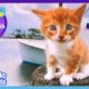 This Cute Kitten Thinks She's A Puppy! | Dodo Kids | Best Animal Friends